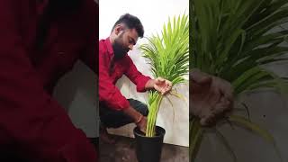 Arica palm plant care shortsshortplantsfarmingtrendingvideoviralvideoyt [upl. by Jacqui]