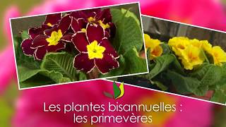 Les primevères  plantes bisannuelles pour massif et jardinière Truffaut [upl. by Dever71]