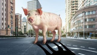 piggy in the city [upl. by Burrus]