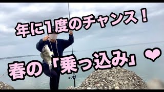 【浜名湖 釣り】春の乗っ込み釣り☆年に1度の「大物祭り」✨黒鯛、キビレ、シーバス [upl. by Floss]