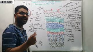 Internal Structure of Dicot and Monocot Stem Hindi द्विबीजपत्री तथा एकबीजपत्री तने की आंतरिक संरचना [upl. by Nosilla216]