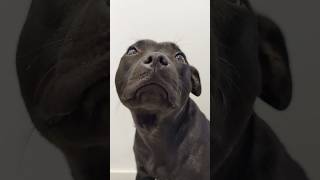 Staffordshire Bull Terrier yawns [upl. by Asalocin]