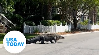 Massive alligator lazily crosses the street in South Carolina  USA TODAY [upl. by Tripp705]