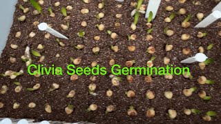 Clivia Seeds Germination [upl. by Charles]