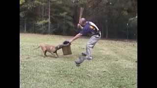 Dutch Shepherd Belgian Malinois Puppies For Sale in MS ik9fcom Jeff McCall [upl. by Colt]