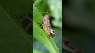 Locust feeding on leaf leaf locust feed beautiful garden chew green nature wildlife HA99225 [upl. by Anizor712]