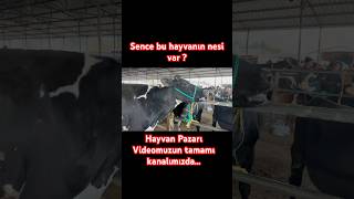 HAYVAN PAZARI HASTA HAYVAN inek büyükbaş hastalık hayvancılık sığır hayvanpazari ciftci cow [upl. by Wardieu757]