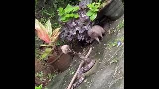 mongoose vs cobra real fight in the backyard [upl. by Stedmann292]