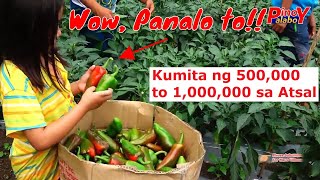 Paano Magtanim ng Atsal  From Seeds to Harvest  Complete Guide [upl. by Hayley]