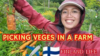 PICKING FREE VEGETABLES FROM A RENTED FARM OF MY FINNISH FRIENDMY DAY OFF BE LIKEworkinfinland [upl. by Lavinie]