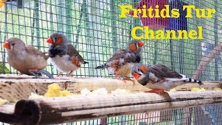 Amadina birds  Zebra finch sounds  Breeding in captivity [upl. by Treblig]