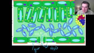 Plant evolutionary history part 1 of 2 [upl. by Vastha102]