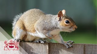 Why Nothing Matters in Squirrel Management  Dr Craig Shuttleworth [upl. by Ahen]