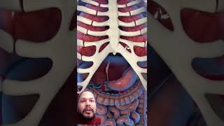 Fasting shortsfeed science fasting skincare dentist anatomy animation stomach fasting [upl. by Merceer]