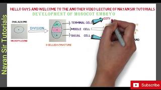 lecture 10 Development of Monocot Embryo  Animated way [upl. by Brien109]