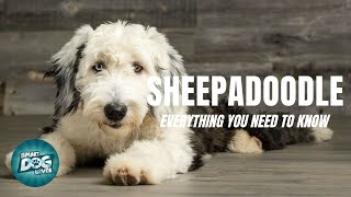 Sheepadoodle Dog Breed Guide  Dogs 101  Sheepadoodle [upl. by Wachtel]