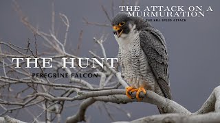 The hunt the peregrine [upl. by Dlaniger]