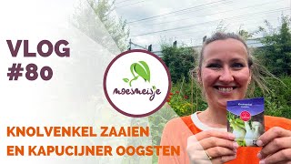 MOESTUIN VLOG 80  Knolvenkel zaaien kapucijners oogsten update van courgette pompoen en tomaat [upl. by Olia]