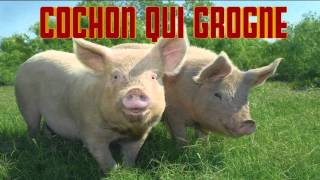 COCHON qui GROGNE CRI du COCHON  Verso del maiale  PIG sound [upl. by Calder]