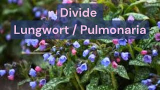 How To Divide A Lungwort Pulmonaria Plant [upl. by Durning]