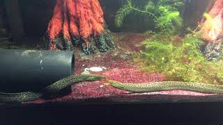 Freshwater Moray Eel FIGHTING Gymnothorax Polyuranodon [upl. by Venable]