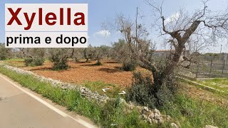 Xylella in Puglia il paesaggio prima e dopo [upl. by Hassin]