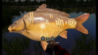 Russian Fishing 4  Bernsteinsee  Spiegelkarpfen fast 30kg  rf4 carp russianfishing4 [upl. by Yelnet]