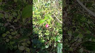 💮PINK SNOWBERRY💮symphoricarpos [upl. by Wellington923]