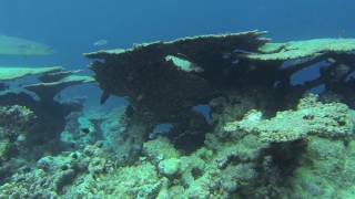 snorkeling THULHAGIRI ISLAND RESORT maldives [upl. by Doerrer95]