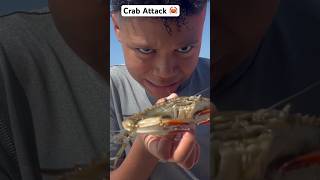 Largest Crabs in the World Shorts [upl. by Shere]