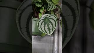 Peperomia argyreia watermelon peperomia [upl. by Maggs]