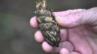 How to identify a Douglas Fir [upl. by Nolyak]