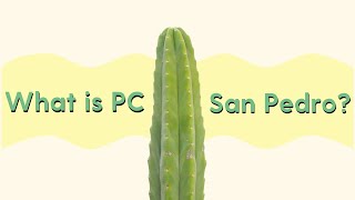 What is PC San Pedro Understanding and Identifying PC Trichocereus [upl. by Omoj469]