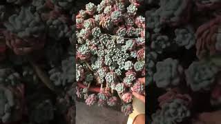 Sedum Dasyphyllum succulent plants garden shots cactus [upl. by Yecart67]