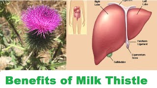 Health Benefits of Milk Thistle Silybum marianum जडिवुटिहरुको राजाLiver Tonic Medicinal herbs [upl. by Vandervelde]