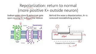 polarization depolarization repolarization of a neuron [upl. by Russon]