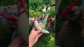 When its BANANADAY and you dont like to share chickens raisingchickens backyardchickens farm [upl. by Odette]