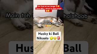 My husky needs your HELP 🥲🥎🚨 husky funnydog shorts [upl. by Pius604]