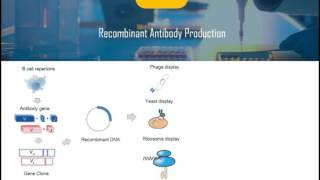 Introduction of Recombinant Antibody [upl. by Ainirtac450]