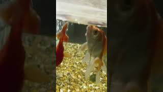 Fish video aquarium clownfish fish aquashella fishtank aquaria [upl. by Jat]