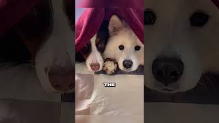 Dog receives a birthday gift that looks just like his favorite toy animals shortsvideo [upl. by Emory]