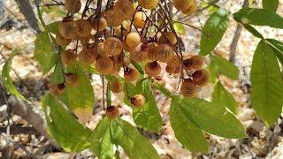 sapindus saponaria conheçam a saboneteira 28 de outubro de 2022 [upl. by Eiramanin]