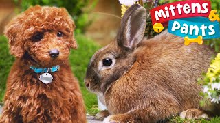 What❓❓❓Pants🐶 is the only Dog🐶 in his 🐰🐰Family❓  Animals for Toddlers  Mittens and Pants [upl. by Jehiel880]