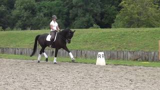 Dewi M  KWPN mare 2008 Sandro Hit x Jazz schooling GP [upl. by Olenolin]