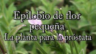 Epilobio de flor pequeña la planta para la próstata con Josep Pàmies [upl. by Betta]