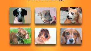 Zoom Room Guide to Dog Body Language [upl. by Lole]