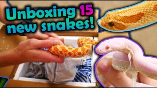 Unboxing 15 New Snakes Mostly Hognoses [upl. by Eolcin322]