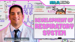 Embryology  Development of the Respiratory System [upl. by Elburr492]