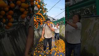 Poor Orange Seller 😞 shorts ytshorts orange [upl. by Ganiats]