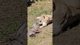 The lions taking a nap in the Oakland Zoo [upl. by Ahras82]